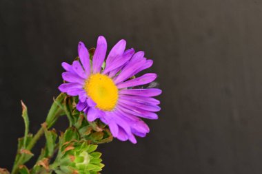 Karanlık bir arka planda izole edilmiş güzel bir Paskalya