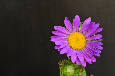 Karanlık bir arka planda izole edilmiş güzel bir Paskalya