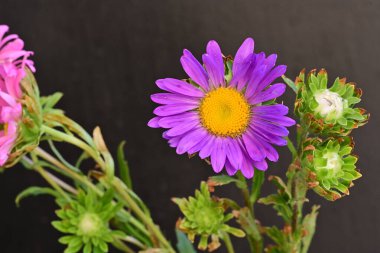 Karanlık bir arka planda izole edilmiş güzel bir Paskalya