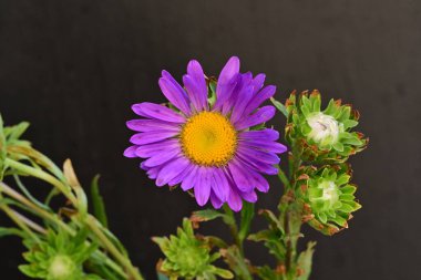 Karanlık bir arka planda izole edilmiş güzel bir Paskalya