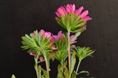 Karanlık bir arka planda izole edilmiş güzel bir Paskalya