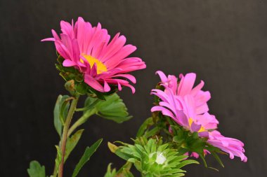 Karanlık bir arka planda izole edilmiş güzel bir Paskalya