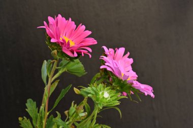 Karanlık bir arka planda izole edilmiş güzel bir Paskalya