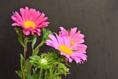 Karanlık bir arka planda izole edilmiş güzel bir Paskalya