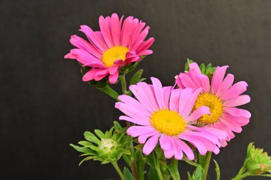 Karanlık bir arka planda izole edilmiş güzel bir Paskalya