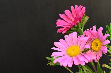 Karanlık bir arka planda izole edilmiş güzel bir Paskalya