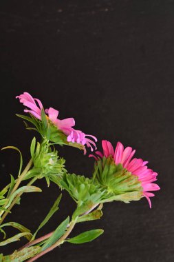 Karanlık bir arka planda izole edilmiş güzel bir Paskalya