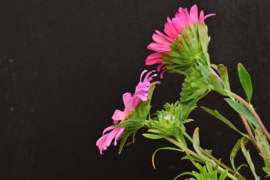 Karanlık bir arka planda izole edilmiş güzel bir Paskalya