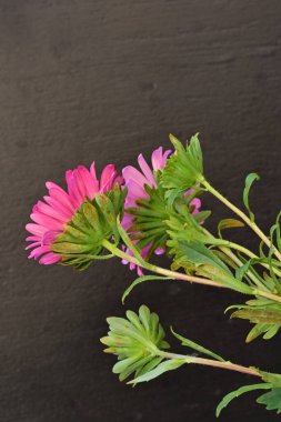 Karanlık bir arka planda izole edilmiş güzel bir Paskalya