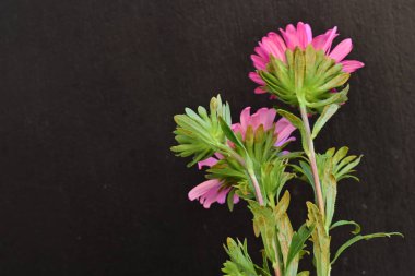 Karanlık bir arka planda izole edilmiş güzel bir Paskalya