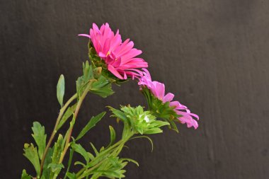 Karanlık bir arka planda izole edilmiş güzel bir Paskalya