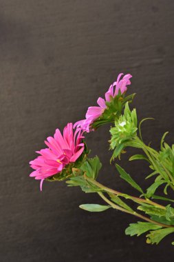 Karanlık bir arka planda izole edilmiş güzel bir Paskalya