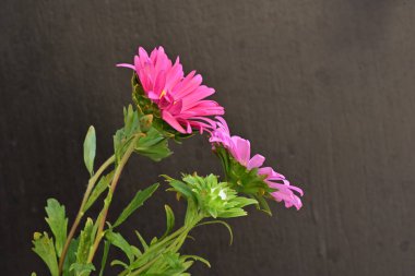 Karanlık bir arka planda izole edilmiş güzel bir Paskalya