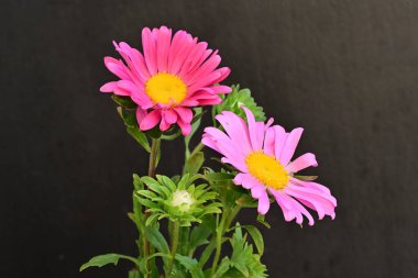 Karanlık bir arka planda izole edilmiş güzel bir Paskalya