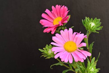 Karanlık bir arka planda izole edilmiş güzel bir Paskalya