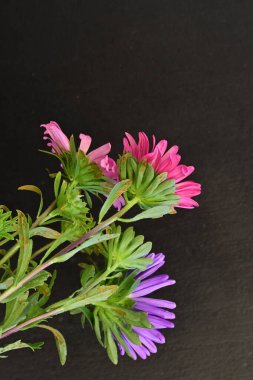 Karanlık bir arka planda izole edilmiş güzel bir Paskalya