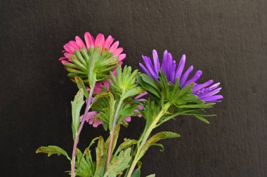 Karanlık bir arka planda izole edilmiş güzel bir Paskalya