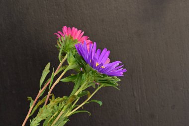 Karanlık bir arka planda izole edilmiş güzel bir Paskalya