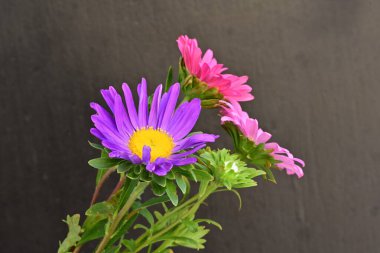 Karanlık bir arka planda izole edilmiş güzel bir Paskalya