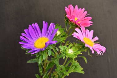 Karanlık bir arka planda izole edilmiş güzel bir Paskalya