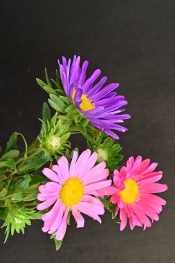 Karanlık bir arka planda izole edilmiş güzel bir Paskalya