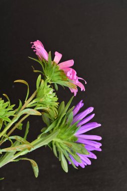 Karanlık bir arka planda izole edilmiş güzel bir Paskalya