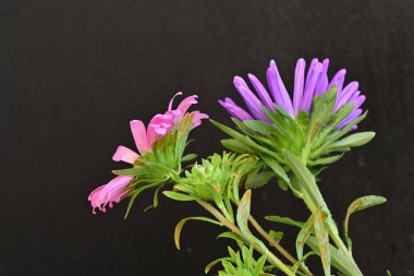 Karanlık bir arka planda izole edilmiş güzel bir Paskalya