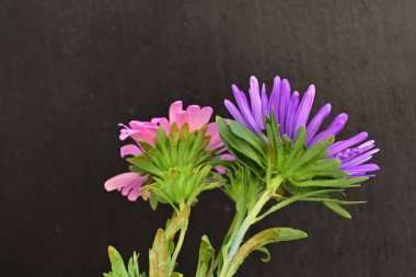 Karanlık bir arka planda izole edilmiş güzel bir Paskalya