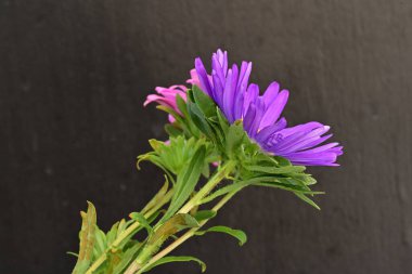 Karanlık bir arka planda izole edilmiş güzel bir Paskalya