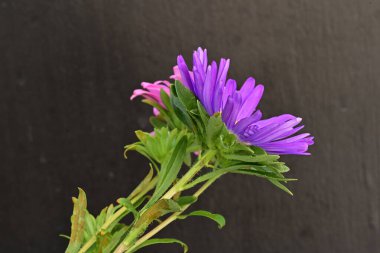 Karanlık bir arka planda izole edilmiş güzel bir Paskalya