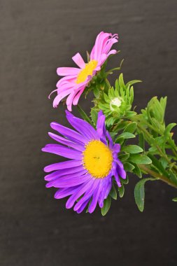 Karanlık bir arka planda izole edilmiş güzel bir Paskalya