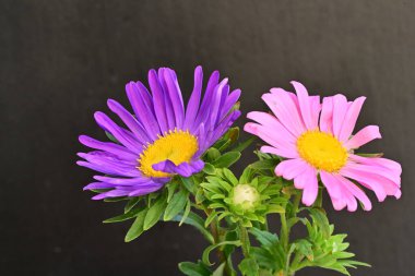 Karanlık bir arka planda izole edilmiş güzel bir Paskalya