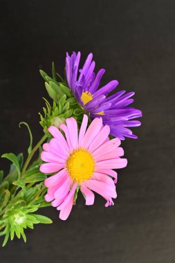 Karanlık bir arka planda izole edilmiş güzel bir Paskalya