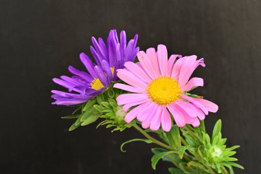 Karanlık bir arka planda izole edilmiş güzel bir Paskalya