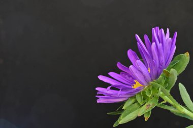 Karanlık bir arka planda izole edilmiş güzel bir Paskalya