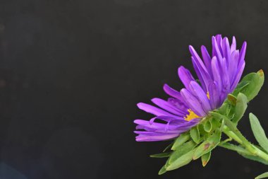 Karanlık bir arka planda izole edilmiş güzel bir Paskalya