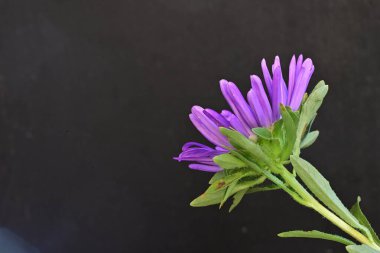 Karanlık bir arka planda izole edilmiş güzel bir Paskalya