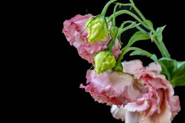 Koyu arkaplanda güzel çiçekler, yaz konsepti, yakın manzara