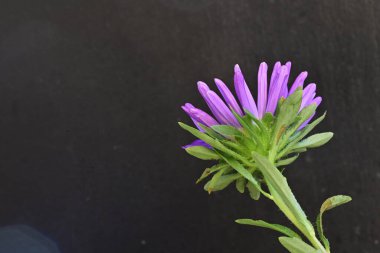 Karanlık bir arka planda izole edilmiş güzel bir Paskalya