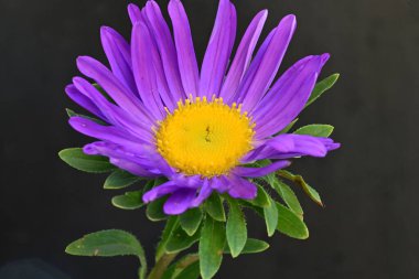 Karanlık bir arka planda izole edilmiş güzel bir Paskalya