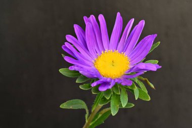 Karanlık bir arka planda izole edilmiş güzel bir Paskalya