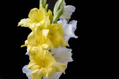 siyah arka plan üzerinde güzel Glayöl çiçek 