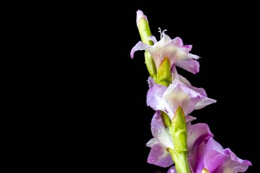 siyah arka plan üzerinde güzel Glayöl çiçek 