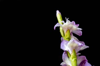 siyah arka plan üzerinde güzel Glayöl çiçek 