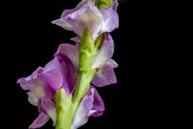 siyah arka plan üzerinde güzel Glayöl çiçek 