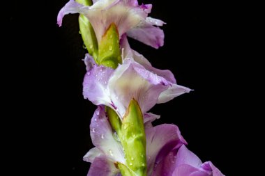 siyah arka plan üzerinde güzel Glayöl çiçek 