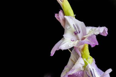 siyah arka plan üzerinde güzel Glayöl çiçek 