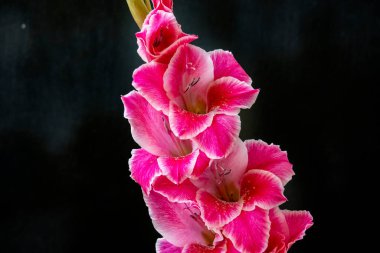 siyah arka plan üzerinde güzel Glayöl çiçek 