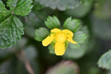 Yakın plan - güneşli yaz gününde bahçede çiçek açan güzel çiçeklerin görüntüsü 
