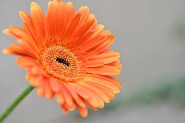 Bulanık arkaplanda güzel Gerbera çiçeği 